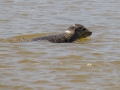 Phoque baie de Somme-3.jpg