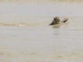 Phoque baie de Somme-4.jpg