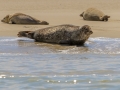 Phoque baie de Somme-5.jpg