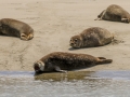 Phoque baie de Somme.jpg