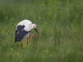 Cigogne Blanche 2P3A7747-CR2_DxO_DeepPRIME2P3A7747-CR2_DxO_DeepPRIME-1 (5)