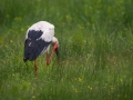 Cigogne Blanche 2P3A7747-CR2_DxO_DeepPRIME2P3A7747-CR2_DxO_DeepPRIME-1 (7)