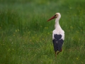 Cigogne Blanche2P3A7748-CR2_DxO_DeepPRIME2P3A7748-CR2_DxO_DeepPRIME-1