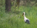 Cigogne Blanche2P3A7750-CR2_DxO_DeepPRIME2P3A7750-CR2_DxO_DeepPRIME-1