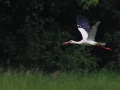 Cigogne blanche (1).jpg