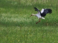 Cigogne blanche (3).jpg