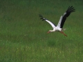 Cigogne blanche (4).jpg