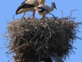 Cigogne blanche 5 .jpg