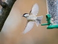 Mésange Nonnette-4725